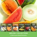 Melon Seeds for Planting, 6-Variety Pack Heirloom Fruit Collection | Cantaloupe, Honeydew & Watermelons – Honey Rock, Hale’s Best, Tendersweet, Georgia Rattlesnake – Survival Garden Seeds - Image 4