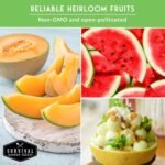 Melon Seeds for Planting, 6-Variety Pack Heirloom Fruit Collection | Cantaloupe, Honeydew & Watermelons – Honey Rock, Hale’s Best, Tendersweet, Georgia Rattlesnake – Survival Garden Seeds - Image 6