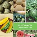 Melon Seeds for Planting, 6-Variety Pack Heirloom Fruit Collection | Cantaloupe, Honeydew & Watermelons – Honey Rock, Hale’s Best, Tendersweet, Georgia Rattlesnake – Survival Garden Seeds - Image 7
