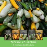 Zucchini & Summer Squash Seeds Collection for Planting | 5 Heirloom Non-GMO Varieties, Golden, Round, Grey, Black Beauty & Straight Neck Summer Squash - Survival Garden Seeds - Image 4