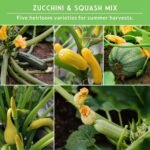Zucchini & Summer Squash Seeds Collection for Planting | 5 Heirloom Non-GMO Varieties, Golden, Round, Grey, Black Beauty & Straight Neck Summer Squash - Survival Garden Seeds - Image 5