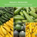 Zucchini & Summer Squash Seeds Collection for Planting | 5 Heirloom Non-GMO Varieties, Golden, Round, Grey, Black Beauty & Straight Neck Summer Squash - Survival Garden Seeds - Image 6