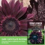 Chocolate Cherry Sunflower Seeds for Planting - 1 Pack | Rare Burgundy Black Blooms, 6-7 ft Giant Flower, Heirloom Non-GMO - Survival Garden Seeds - Image 4