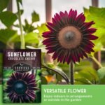 Chocolate Cherry Sunflower Seeds for Planting - 1 Pack | Rare Burgundy Black Blooms, 6-7 ft Giant Flower, Heirloom Non-GMO - Survival Garden Seeds - Image 5