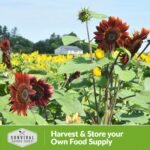 Chocolate Cherry Sunflower Seeds for Planting - 1 Pack | Rare Burgundy Black Blooms, 6-7 ft Giant Flower, Heirloom Non-GMO - Survival Garden Seeds - Image 6