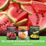 Tri-Color Watermelon Seeds for Planting - Heirloom Variety Pack | Crimson Sweet, Yellow Petite, & Tendersweet Orange Watermelons - 3-Variety Fruit Seed Collection - Survival Garden Seeds - Image 4