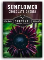 Chocolate Cherry Sunflower Seeds for Planting - 1 Pack | Rare Burgundy Black Blooms, 6-7 ft Giant Flower, Heirloom Non-GMO - Survival Garden Seeds - Image 2