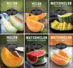 Melon Seeds for Planting, 6-Variety Pack Heirloom Fruit Collection | Cantaloupe, Honeydew & Watermelons – Honey Rock, Hale’s Best, Tendersweet, Georgia Rattlesnake – Survival Garden Seeds - Image 2
