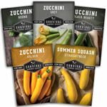 Zucchini & Summer Squash Seeds Collection for Planting | 5 Heirloom Non-GMO Varieties, Golden, Round, Grey, Black Beauty & Straight Neck Summer Squash - Survival Garden Seeds - Image 2